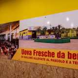 ...e grossi cartelloni sulle pareti che esaltano la freschezza della merce: una delle scritte recita chiaramente "uova da bere"

